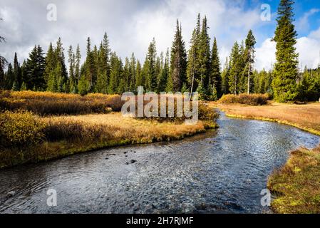 Small stream of water comming from pine trees forest Stock Photo