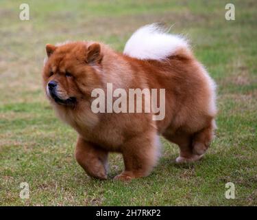 chow chow fighting