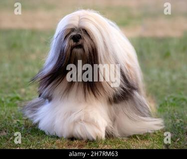Long haired Lhasa Apso Stock Photo
