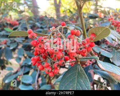 Cotoneaster lacteus shrub. red berries with leaf Stock Photo