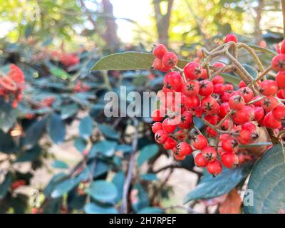 Cotoneaster lacteus shrub. red berries with leaf Stock Photo
