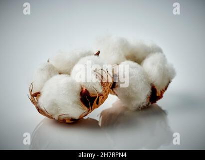 two cotton plant flowers close up Stock Photo