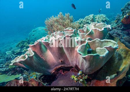 Alcyonacea, or soft corals, are an order of corals. In addition to the fleshy soft corals, the order Alcyonacea Stock Photo