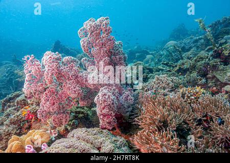 Alcyonacea, or soft corals, are an order of corals. In addition to the fleshy soft corals, the order Alcyonacea Stock Photo