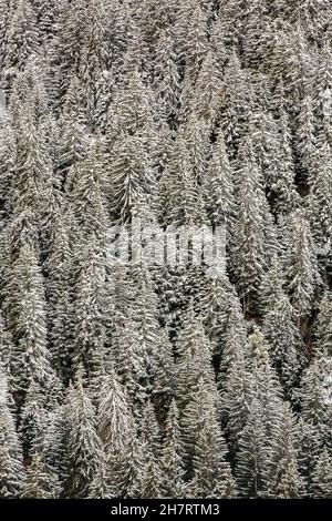 Full frame, background or texture of a cold mountain slope pine tree forest, covered with fresh fallen snow in wintertime. Stock Photo