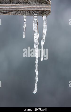 Frost and ice: Three icicles hanging outdoors from a wooden plank with a grey background Stock Photo