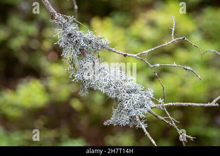 Grey reindeer lichen, Reindeer moss, Deer moss or Caribou moss - Cladonia rangiferina, growing on a branch with a green background. Stock Photo