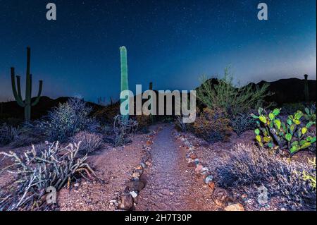 Beautiful blooming saguaro in Arizona under the milky way Stock Photo