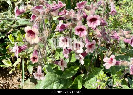 Beautiful Rehmannia glutinosa grass with beautiful delicate pink flowers growing in spring field Stock Photo