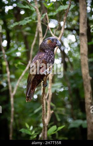Kaka (Nestor meridionalis), a parrot native to New Zealand, on Kapiti Island near Wellington. Stock Photo