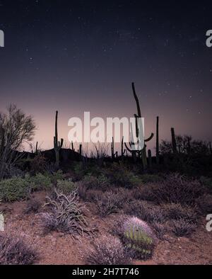 Saguaros under the starry night sky in Tucson, Arizona Stock Photo