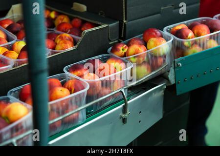 Peaches in plastic containers on packing conveyor belt Stock Photo
