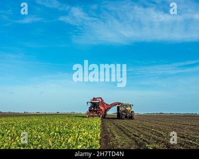 Harvesting sugar beet in the Cambridgeshire Fens, England Stock Photo