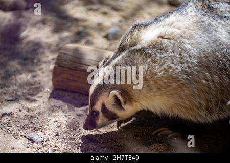 An American Badger in Palm Springs, California Stock Photo