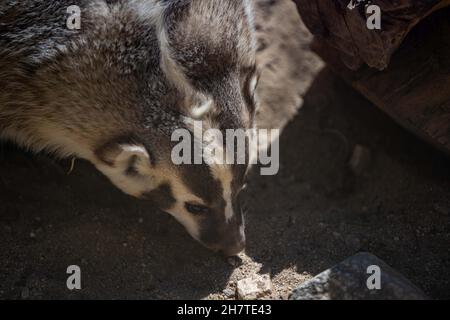 An American Badger in Palm Springs, California Stock Photo