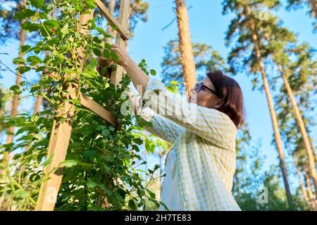 Woman caring for a climbing rose bush, tying branches on a wooden support Stock Photo