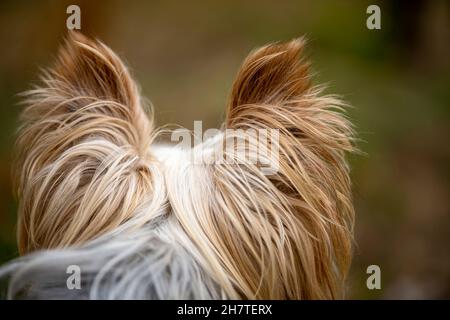 Back view of the back of the head of a cute Yorkshire Terrier dog looking far away. Stock Photo
