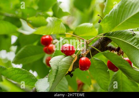 Ripe sour cherries growing on cherry tree in a garden as fruit summer concept. Stock Photo