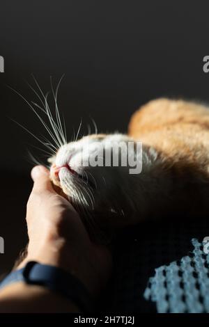 The owner pets a red cat lying in the sun on a blue blanket. Front view. Stock Photo