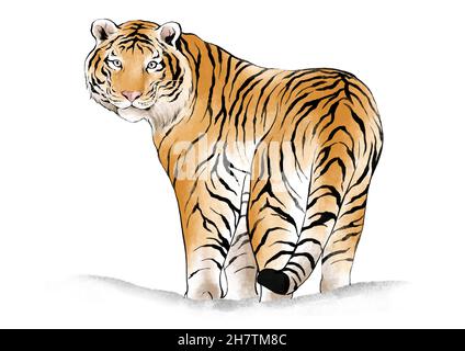 Isolated sketch of a tiger is coming • wall stickers siberian, bengal,  predator | myloview.com