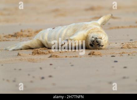 A Grey Seal pup (Halichoerus grypus), Norfolk Stock Photo