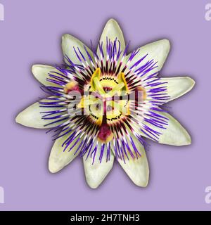 A single blue crown passionflower in bloom. The flower is cut out on a light purple background and has a drop shadow. Stock Photo