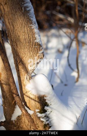 Marks from beaver teeth on tree trunk. Young tree grows in forest, its wood was eaten by beavers, winter landscape after snowfall Stock Photo