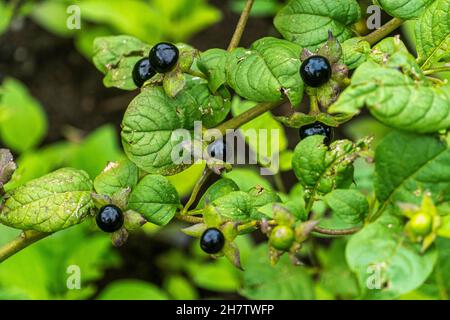 The nightshade is a flowering plant, dicotyledonous angiosperms, of the Solanaceae family. Berries are poisonous to humans. Denmark Stock Photo