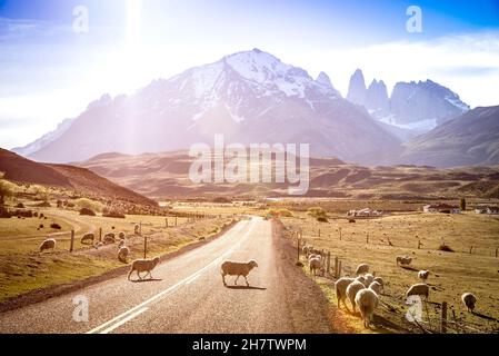 heeps herd grazing at sheepfarm on the road to Torres del Paine in Patagonia chilena - Travel wanderlust concept with nature wonder in Chile Stock Photo