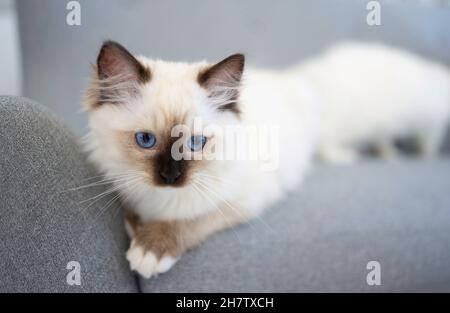 Ragdoll cat outdoors Stock Photo