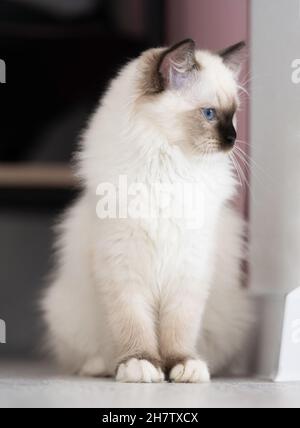 Ragdoll cat indoors Stock Photo