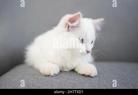 Ragdoll cat indoors Stock Photo