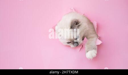 Ragdoll cat outdoors Stock Photo