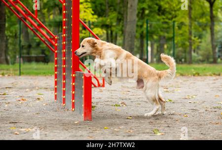 Golden retriever dog exercising Stock Photo