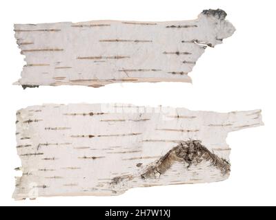 Birch bark isolated on white background Stock Photo