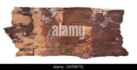 Back side of birch bark isolated on white background Stock Photo