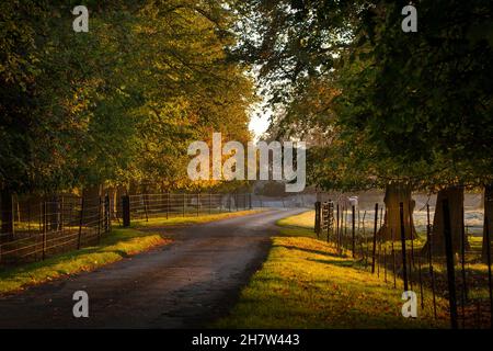 Tree lined driveway to Rousham  House, Oxfordshire,England Stock Photo