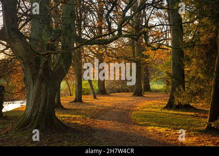 Autumn Woodland walk in Landscaped gardens at Rousham House, Oxfordshire,England Stock Photo
