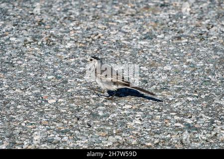 RUNDE, NORWAY - 2020 JULY 23. A white wagtail (Motacilla alba) perched on a rock. Stock Photo