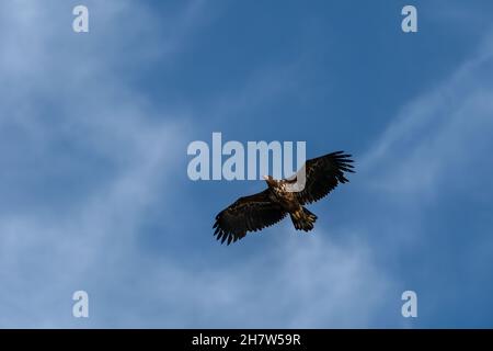 RUNDE, NORWAY - 2020 JULY 23 White tailed eagle, Haliaeetus albicilla, flying above the sea. Stock Photo