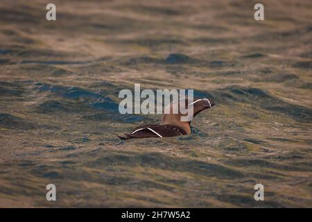 RUNDE, NORWAY - 2020 JUNE 19. Razorbill (Alca torda) swimming alone. Stock Photo