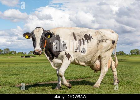 One black and white cow, friesian holstein, walking towards in a pasture under a blue cloudy sky and a horizon over land Stock Photo