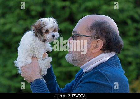 Bolonka Zwetna toy dog pup, master, Germany Stock Photo