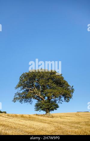 A single oak tree standing in the middle of a stubble field after harvest in September, Herefordshire, UK Stock Photo
