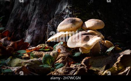 Mushrooms new fresh in a warm sunny autumn forest after rain. Wood mushrooms, fungus Stock Photo