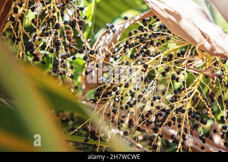 Fruit of palm tree Washingtonia robusta. Palm Fruit on Blurred background. Exotic background with place for text. shot with shallow depth of field Stock Photo