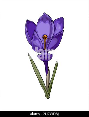 Spring flower Crocus violet color hand drawing sketch, doodling style, isolated on white background. Vector illustration Stock Vector