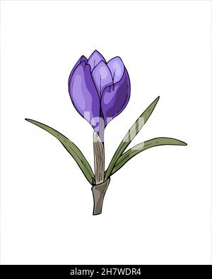 Spring flower Crocus violet color hand drawing sketch, doodling style, isolated on white background. Vector illustration Stock Vector