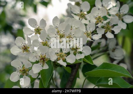 The pear tree blooms with large white flowers in a spring day. Spring time wallpaper. Horizontal photo. Close-up. Floral background. Selective focus. Stock Photo