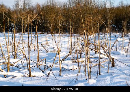 Winter landscape. Snow-covered field with dry stems of the Sosnovsky hogweed umbrella plant. Horizontal photo. Stock Photo